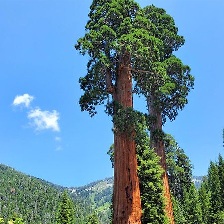 Redwood Retreat, Mountains, Adventure And Nature Ponderosa Buitenkant foto