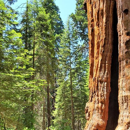 Redwood Retreat, Mountains, Adventure And Nature Ponderosa Buitenkant foto