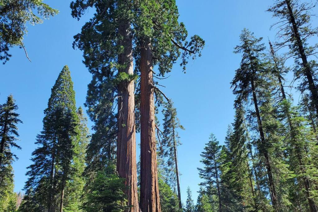 Redwood Retreat, Mountains, Adventure And Nature Ponderosa Buitenkant foto