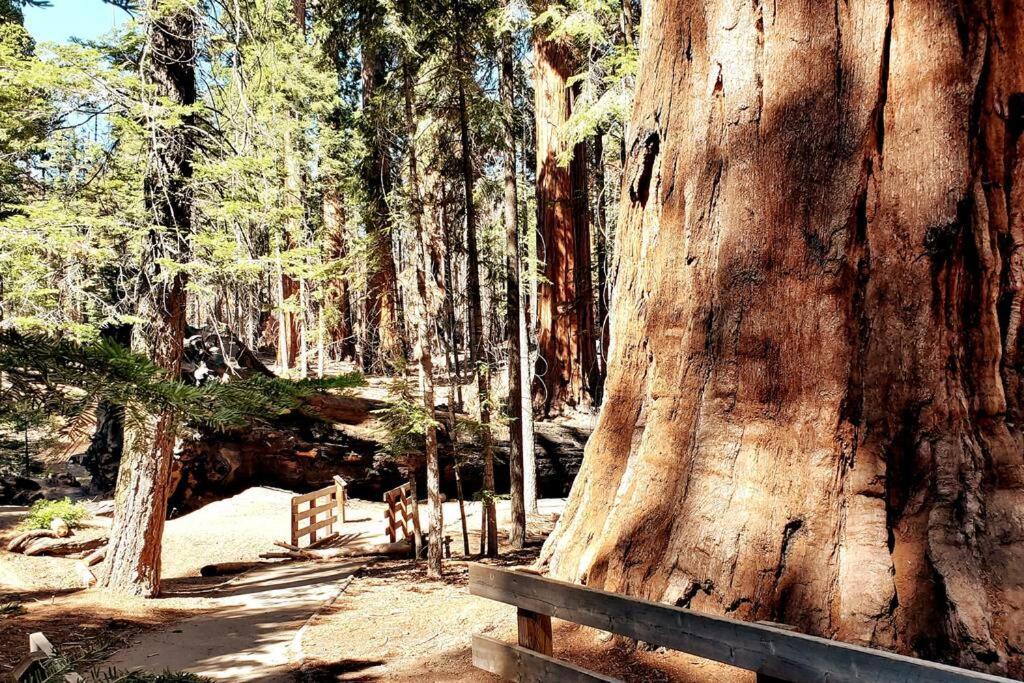 Redwood Retreat, Mountains, Adventure And Nature Ponderosa Buitenkant foto