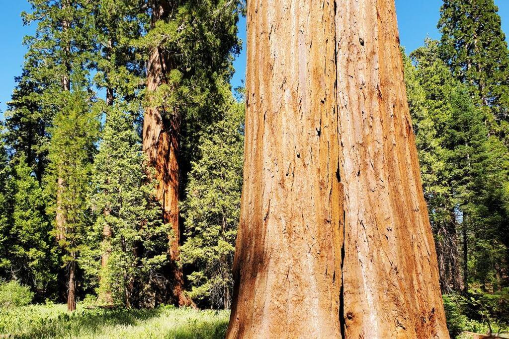 Redwood Retreat, Mountains, Adventure And Nature Ponderosa Buitenkant foto