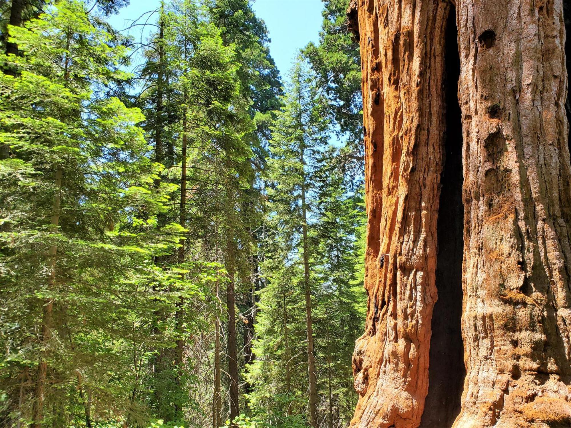 Redwood Retreat, Mountains, Adventure And Nature Ponderosa Buitenkant foto